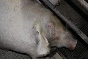 Farrowing crates at Pine Park Piggery NSW - Australian pig farming - Captured at Pine Park Piggery, Temora NSW Australia.