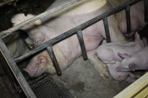 Farrowing crates at Pine Park Piggery NSW - Australian pig farming - Captured at Pine Park Piggery, Temora NSW Australia.