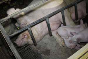 Farrowing crates at Pine Park Piggery NSW - Australian pig farming - Captured at Pine Park Piggery, Temora NSW Australia.