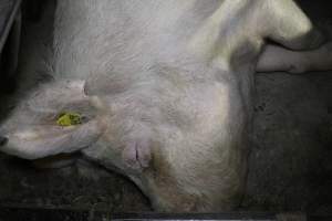 Farrowing crates at Pine Park Piggery NSW - Australian pig farming - Captured at Pine Park Piggery, Temora NSW Australia.