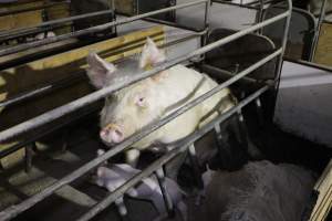 Farrowing crates at Pine Park Piggery NSW - Australian pig farming - Captured at Pine Park Piggery, Temora NSW Australia.
