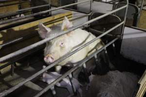 Farrowing crates at Pine Park Piggery NSW - Australian pig farming - Captured at Pine Park Piggery, Temora NSW Australia.