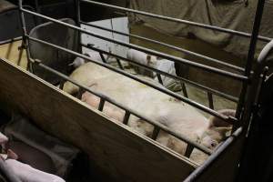 Farrowing crates at Pine Park Piggery NSW - Australian pig farming - Captured at Pine Park Piggery, Temora NSW Australia.