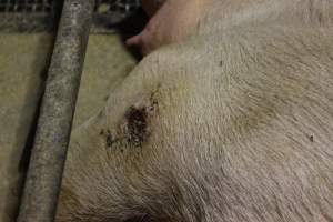 Sow with pressure sore - Australian pig farming - Captured at Pine Park Piggery, Temora NSW Australia.