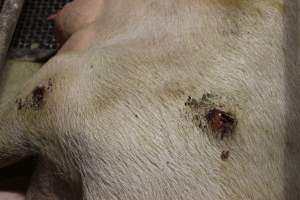 Sow with pressure sores - Australian pig farming - Captured at Pine Park Piggery, Temora NSW Australia.