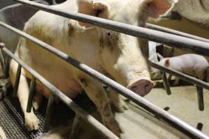 Farrowing crates at Pine Park Piggery NSW - Australian pig farming - Captured at Pine Park Piggery, Temora NSW Australia.