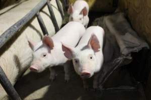 Farrowing crates at Pine Park Piggery NSW - Australian pig farming - Captured at Pine Park Piggery, Temora NSW Australia.