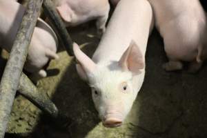 Farrowing crates at Pine Park Piggery NSW - Australian pig farming - Captured at Pine Park Piggery, Temora NSW Australia.