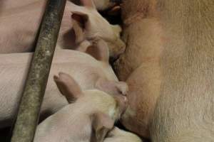 Piglets suckling - Australian pig farming - Captured at Pine Park Piggery, Temora NSW Australia.