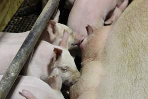 Piglets suckling - Australian pig farming - Captured at Pine Park Piggery, Temora NSW Australia.