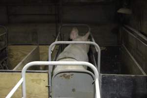 Farrowing crates at Pine Park Piggery NSW - Australian pig farming - Captured at Pine Park Piggery, Temora NSW Australia.