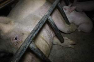 Farrowing crates at Pine Park Piggery NSW - Australian pig farming - Captured at Pine Park Piggery, Temora NSW Australia.