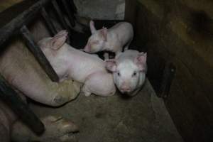 Farrowing crates at Pine Park Piggery NSW - Australian pig farming - Captured at Pine Park Piggery, Temora NSW Australia.