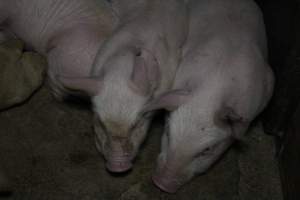 Farrowing crates at Pine Park Piggery NSW - Australian pig farming - Captured at Pine Park Piggery, Temora NSW Australia.