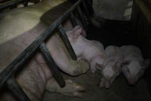 Farrowing crates at Pine Park Piggery NSW - Australian pig farming - Captured at Pine Park Piggery, Temora NSW Australia.