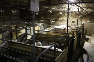 Farrowing crates at Pine Park Piggery NSW - Australian pig farming - Captured at Pine Park Piggery, Temora NSW Australia.