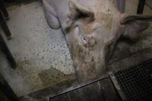 Farrowing crates at Pine Park Piggery NSW - Australian pig farming - Captured at Pine Park Piggery, Temora NSW Australia.