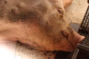 Farrowing crates at Pine Park Piggery NSW - Australian pig farming - Captured at Pine Park Piggery, Temora NSW Australia.