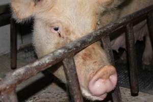 Farrowing crates at Pine Park Piggery NSW - Australian pig farming - Captured at Pine Park Piggery, Temora NSW Australia.