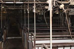 Farrowing crates at Pine Park Piggery NSW - Australian pig farming - Captured at Pine Park Piggery, Temora NSW Australia.