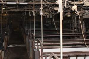 Farrowing crates at Pine Park Piggery NSW - Australian pig farming - Captured at Pine Park Piggery, Temora NSW Australia.