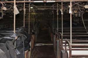 Looking down aisle of farrowing shed - Australian pig farming - Captured at Pine Park Piggery, Temora NSW Australia.