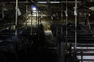 Looking down aisle of farrowing shed - Australian pig farming - Captured at Pine Park Piggery, Temora NSW Australia.