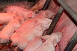 Piglets suckling - Australian pig farming - Captured at Pine Park Piggery, Temora NSW Australia.