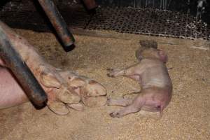 Farrowing crates at Pine Park Piggery NSW - Australian pig farming - Captured at Pine Park Piggery, Temora NSW Australia.