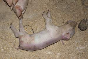 Farrowing crates at Pine Park Piggery NSW - Australian pig farming - Captured at Pine Park Piggery, Temora NSW Australia.