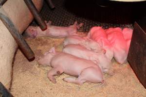 Farrowing crates at Pine Park Piggery NSW - Australian pig farming - Captured at Pine Park Piggery, Temora NSW Australia.