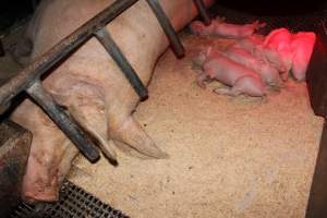 Farrowing crates at Pine Park Piggery NSW - Australian pig farming - Captured at Pine Park Piggery, Temora NSW Australia.