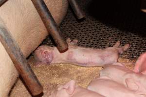 Farrowing crates at Pine Park Piggery NSW - Australian pig farming - Captured at Pine Park Piggery, Temora NSW Australia.