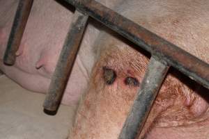 Sow with wounds on leg - Australian pig farming - Captured at Pine Park Piggery, Temora NSW Australia.