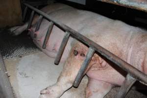 Sow with wounds on leg - Australian pig farming - Captured at Pine Park Piggery, Temora NSW Australia.