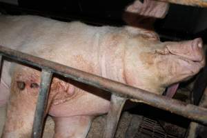 Sow with wounds on leg - Australian pig farming - Captured at Pine Park Piggery, Temora NSW Australia.