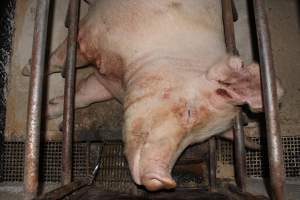 Sow with wounds on leg - Australian pig farming - Captured at Pine Park Piggery, Temora NSW Australia.