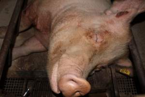 Sow with wounds on leg - Australian pig farming - Captured at Pine Park Piggery, Temora NSW Australia.
