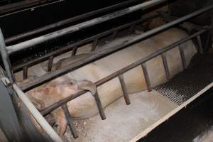 Farrowing crates at Pine Park Piggery NSW - Australian pig farming - Captured at Pine Park Piggery, Temora NSW Australia.