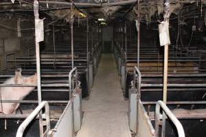Looking down aisle of farrowing shed - Australian pig farming - Captured at Pine Park Piggery, Temora NSW Australia.