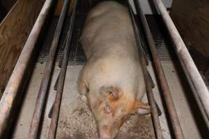 Farrowing crates at Pine Park Piggery NSW - Australian pig farming - Captured at Pine Park Piggery, Temora NSW Australia.