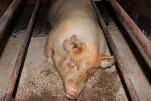 Farrowing crates at Pine Park Piggery NSW - Australian pig farming - Captured at Pine Park Piggery, Temora NSW Australia.