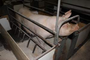 Farrowing crates at Pine Park Piggery NSW - Australian pig farming - Captured at Pine Park Piggery, Temora NSW Australia.