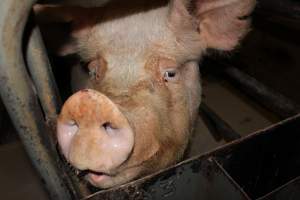 Sow's face in crate - Australian pig farming - Captured at Pine Park Piggery, Temora NSW Australia.