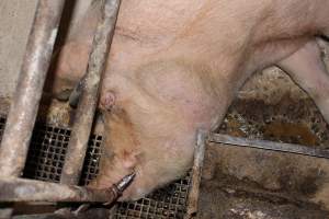 Farrowing crates at Pine Park Piggery NSW - Australian pig farming - Captured at Pine Park Piggery, Temora NSW Australia.