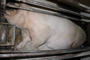 Farrowing crates at Pine Park Piggery NSW - Australian pig farming - Captured at Pine Park Piggery, Temora NSW Australia.