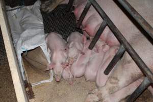 Farrowing crates at Pine Park Piggery NSW - Australian pig farming - Captured at Pine Park Piggery, Temora NSW Australia.