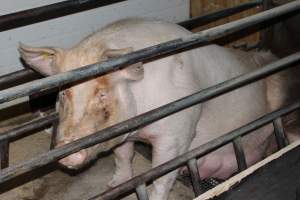 Farrowing crates at Pine Park Piggery NSW - Australian pig farming - Captured at Pine Park Piggery, Temora NSW Australia.