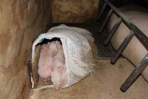 Farrowing crates at Pine Park Piggery NSW - Australian pig farming - Captured at Pine Park Piggery, Temora NSW Australia.