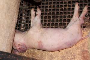 Farrowing crates at Pine Park Piggery NSW - Australian pig farming - Captured at Pine Park Piggery, Temora NSW Australia.